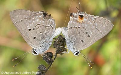 Mallow Scrub-Hairstreak