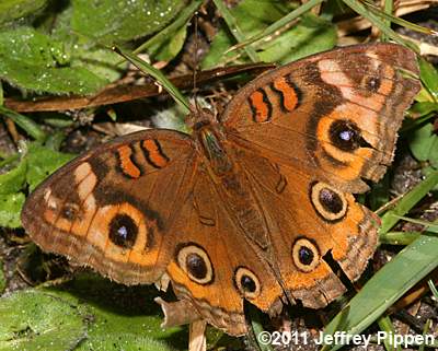 Mangrove Buckeye (Junonia genoveva)