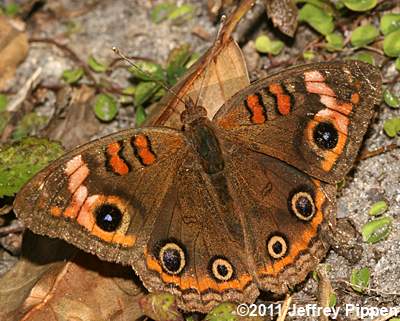 Mangrove Buckeye (Junonia genoveva)