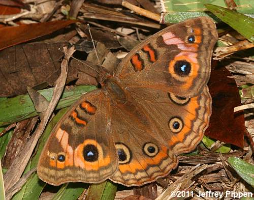 Mangrove Buckeye (Junonia genoveva)