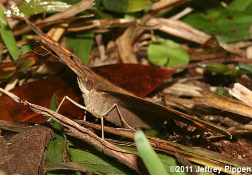 Mangrove Buckeye (Junonia genoveva)