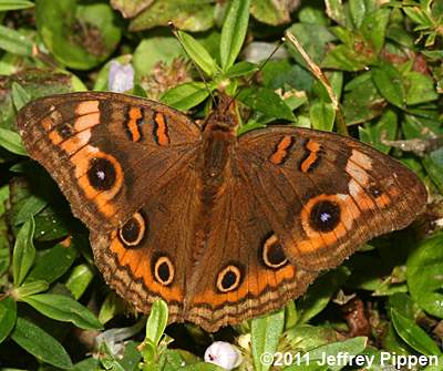 Mangrove Buckeye (Junonia genoveva)
