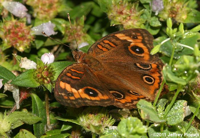 Mangrove Buckeye (Junonia genoveva)