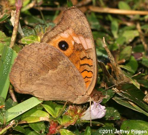 Mangrove Buckeye (Junonia genoveva)