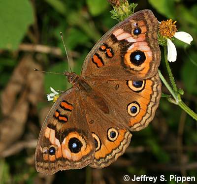 Mangrove Buckeye (Junonia genoveva)