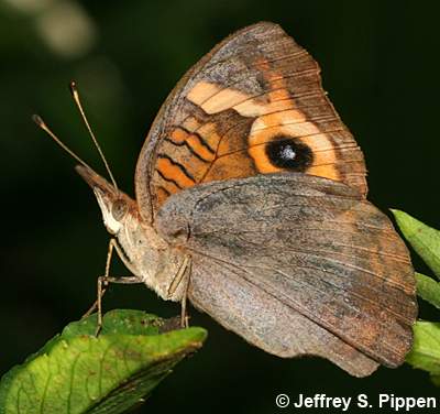 Mangrove Buckeye (Junonia genoveva)