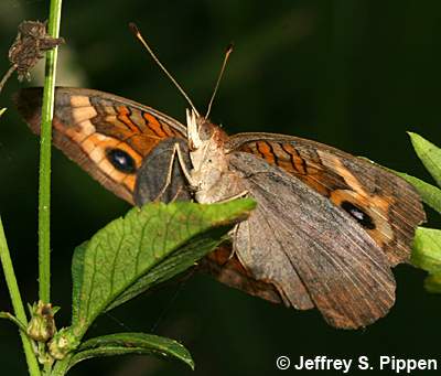 Mangrove Buckeye (Junonia genoveva)
