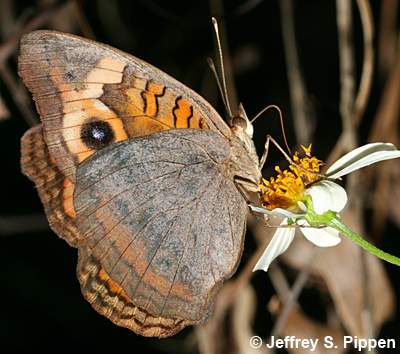 Mangrove Buckeye (Junonia genoveva)