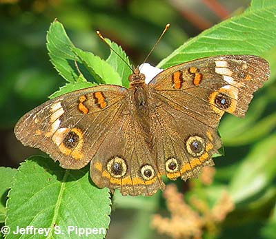 Mangrove Buckeye (Junonia genoveva)