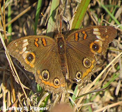 Mangrove Buckeye (Junonia genoveva)