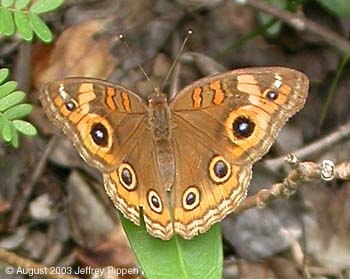 Mangrove Buckeye (Junonia genoveva)