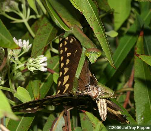 mantis eating an Eastern Tiger Swallowtail