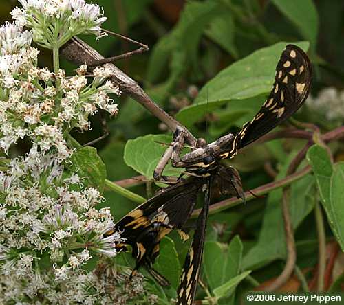 mantis eating an Eastern Tiger Swallowtail