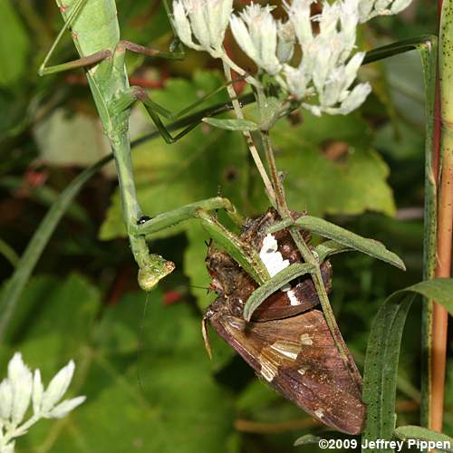 Silver-spotted Skipper with a mantis