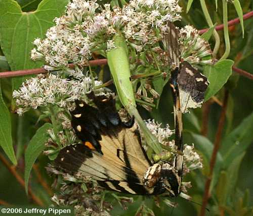 mantis eating an Eastern Tiger Swallowtail