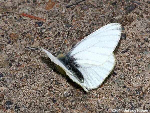 Margined White (Pieris marginalis)