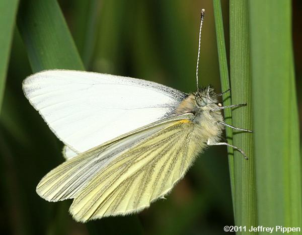 Margined White (Pieris marginalis)