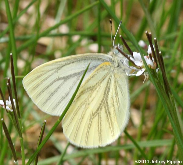 Margined White (Pieris marginalis)