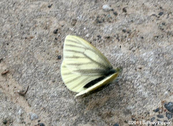 Margined White (Pieris marginalis)