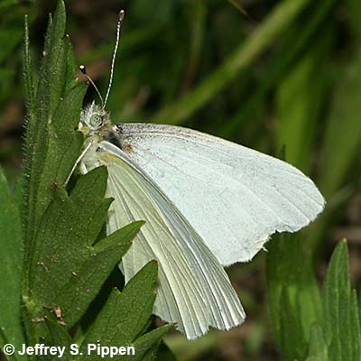 Margined White (Pieris marginalis)