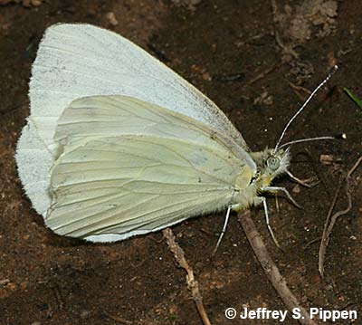 Margined White (Pieris marginalis)