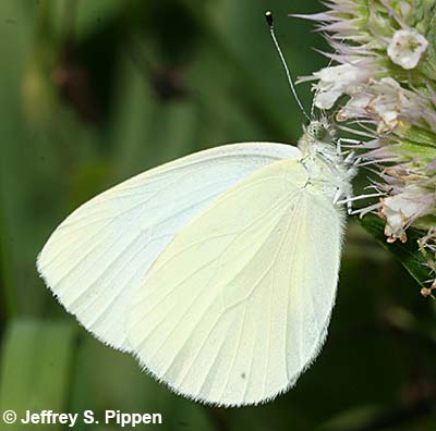 Margined White (Pieris marginalis)