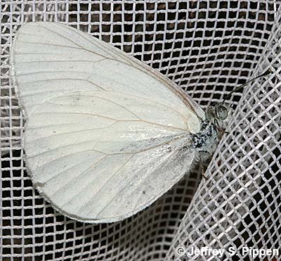Margined White (Pieris marginalis)