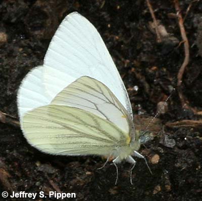 Margined White (Pieris marginalis)