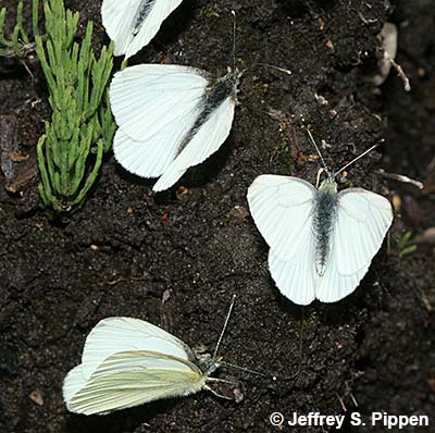 Margined White (Pieris marginalis)