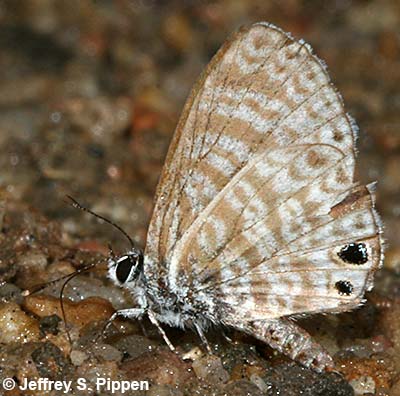 Marine Blue (Leptotes marina)