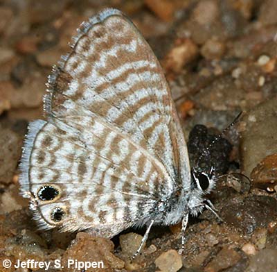 Marine Blue (Leptotes marina)