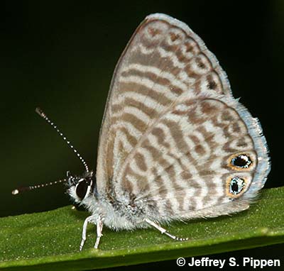 Marine Blue (Leptotes marina)