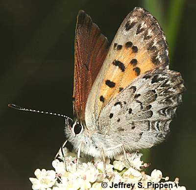 Mariposa Copper (Tharsalea mariposa)