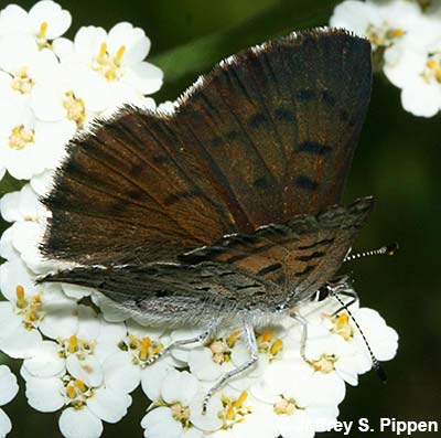 Mariposa Copper (Tharsalea mariposa)