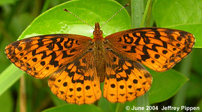 Meadow Fritillary (Boloria bellona)