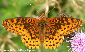 Meadow Fritillary (Boloria bellona)