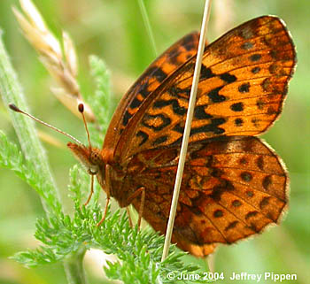 Meadow Fritillary (Boloria bellona)
