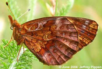 Meadow Fritillary (Boloria bellona)
