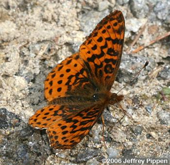 Meadow Fritillary (Boloria bellona)