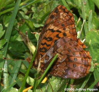 Meadow Fritillary (Boloria bellona)