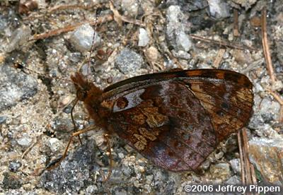 Meadow Fritillary (Boloria bellona)