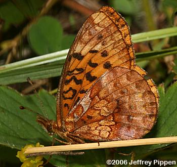 Meadow Fritillary (Boloria bellona)