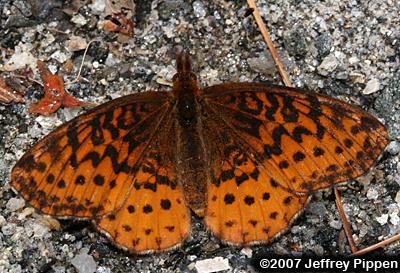Meadow Fritillary (Boloria bellona)
