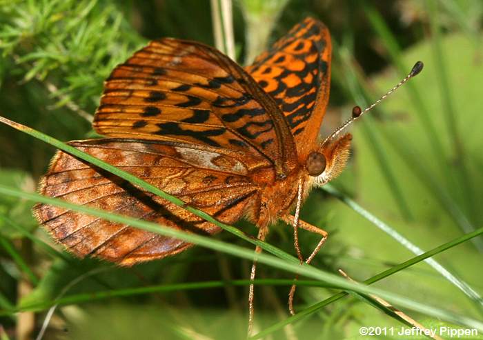 Meadow Fritillary (Boloria bellona)