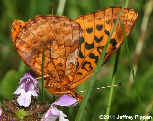 Meadow Fritillary (Boloria bellona)