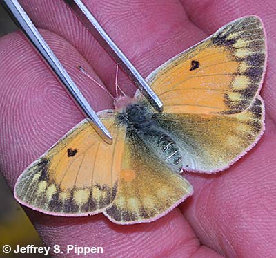 Mead's Sulphur (Colias meadii)