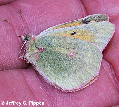 Mead's Sulphur (Colias meadii)
