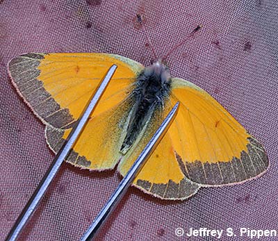 Mead's Sulphur (Colias meadii)