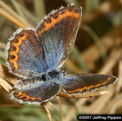Melissa Blue (Plebejus melissa)