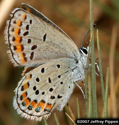 Melissa Blue (Plebejus melissa)